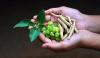 Ashwagandha: The herbal cure-all?