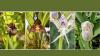 Meet the orchids that fool everyone at first glance