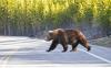 How to stitch a massive wildlife corridor through the Rocky Mountains