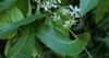 India’s ecological knowledge is still vulnerable two decades after legal win against US neem patent