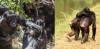 Great apes were using touch to reassure and keep the peace six million years before humans evolved – new research