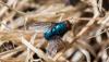 On the fly: Insects play key role in environmental and human life