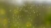 When is flying ant day 2026 with peak due in days, as entomologist explains phenomena