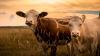 Namibia advances livestock price equalisation fund for northern communal farmers