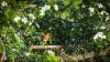 Robins will flock to gardens this summer if gardeners add 1 simple item to birdbaths