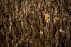 Drought Leaves Irreversible Damage to Maize and Sunflower Crops