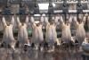 Brazil records its highest-ever first-half chicken meat exports