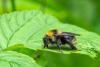 Bumblebee numbers could tumble as Britain’s heatwaves intensify
