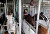 FDA Issues 11th Emergency Authorization to Fight New World Screwworm, This Time for Ivermectin in Horses