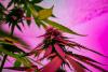 From Pelvic Pain to Pleasure: The Case for Cannabis as Women’s Medicine.