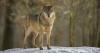 European country warns tourists ‘do this’ if attacked by wolves