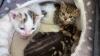 Three tiny kittens rescued from skip after worker sports something moving