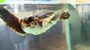 Georgia beach just hit a sea turtle milestone never seen before