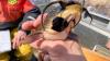 Rare contagious cancer found in fish from Quebec and U.S. lakes
