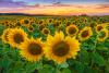 Virginia Sunflower Fest 8/2