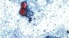 Cyclosporiasis outbreak has affected about 1 in every 1,000 people in Michigan