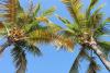 Indonesia targets 151,554 hectares for coconut downstream development in 2026