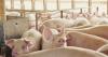 Mexico lifts pork restrictions after pseudorabies outbreak