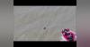 WATCH: Dog Rescued from San Francisco Bay by Firefighters