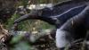 Dublin Zoo welcomes two new species as kids could win chance to go behind the scenes