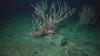 Chile’s seamounts are still damaged, decades after trawling ended