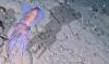 Arctic bobtail squid filmed in the wild … and she’s carrying eggs