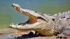 Israel digs crocodile trenches at prison holding Palestinians