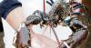 Call for law on boiling lobsters alive in Northern Ireland to be clarified amid warning ‘inhumane’ practice already illegal