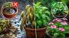 Monsoon Gardening Mistakes That Can Kill Your Plants: 8 Common Errors and How to Avoid Them