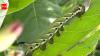 Scientists thought these endangered Hawaiian insects had vanished forever, after 102 years they were found alive, making a stunning comeback