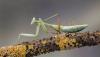 Europe's native mantises face a deadly new threat: invasive females mistaken for mates