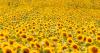 U.S. sunflower acreage jumps 5% as tight stock pushes prices