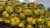 Face of superstar actor is emblazoned on supermarket lettuce in VERY unsettling marketing ploy