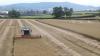 Early OSR harvest delivers strong yields but strains haulage industry