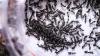 Owner of Michelin-Starred Restaurant in South Korea Faces Jail Over Ant-Topped Desserts
