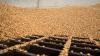 Wheat futures gain £10/t on the week as prices firm