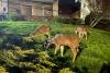 Vancouver Island experts urge residents to co-exist with deer