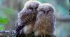 Feds no longer protect endangered species habitats; states say they can’t pick up slack