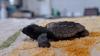 Baby sea turtles hatch on Israel’s beaches