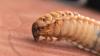 Texas-New Mexico Border On Alert After Screwworm Found In Dog And Goat