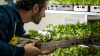 Canada’s Greenhouse Boom is Growing Output, but Not Domestic Availability