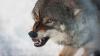 Wolf attack advice issued to tourists in holiday hotspot - 'show dominance'