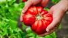 Tomatoes will grow bigger fruit if gardeners do simple 10-second task before July ends