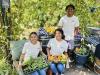 Ghetto Gardeners offer locally-grown produce boxes
