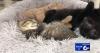 Idaho's First Cat Café is coming to Pocatello