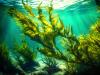 Is seaweed one of the healthiest foods you're not eating?