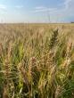 ADM, General Mills, and Walmart partnering to bring more regenerative practices to Midwestern wheat