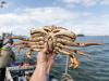 False Creek Crab Fest shines spotlight on B.C.’s Dungeness fishery at a trying time