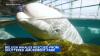 Relocation of 30 beluga whales stranded at shuttered Marineland Canada begins