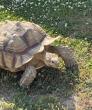 Tortoise Tourist: Olli’s Big Arrival